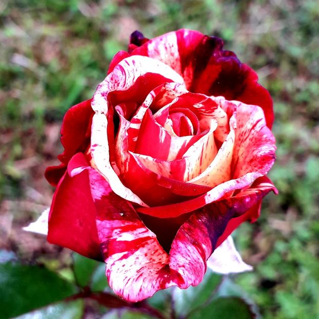  - TRANDAFIRI_2019_2020_2024