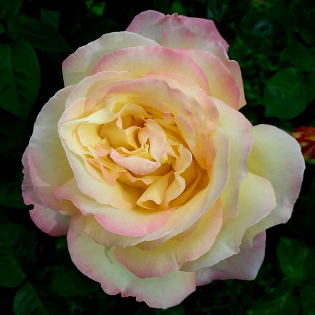  - TRANDAFIRI_2019_2020_2024