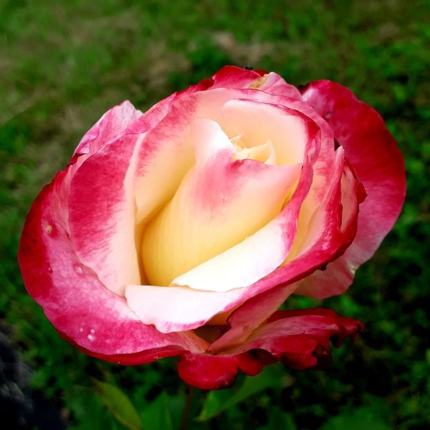  - TRANDAFIRI_2019_2020_2024