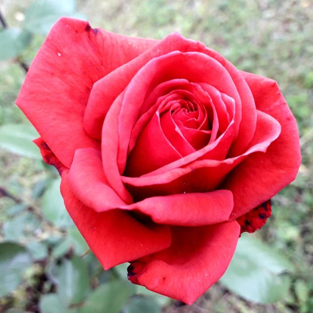  - TRANDAFIRI_2019_2020_2024