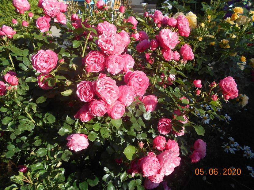  - 1Trandafiri 2020