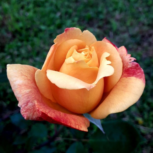  - TRANDAFIRI_2019_2020_2024