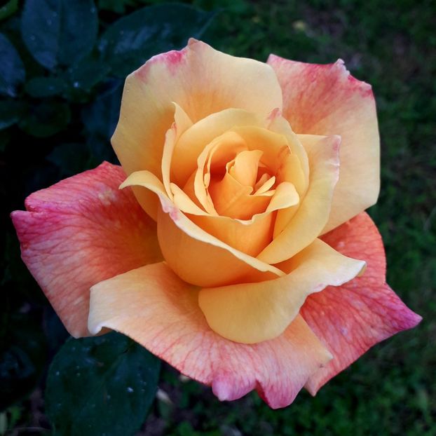  - TRANDAFIRI_2019_2020_2024