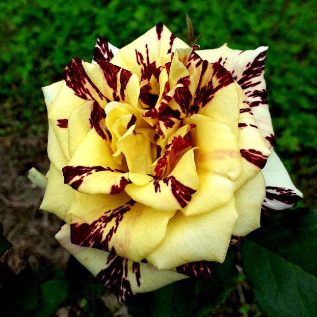  - TRANDAFIRI_2019_2020_2024