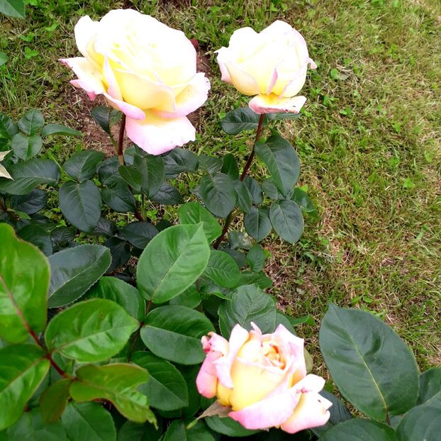  - TRANDAFIRI_2019_2020_2024