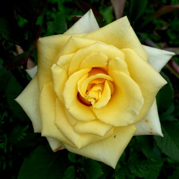  - TRANDAFIRI_2019_2020_2024