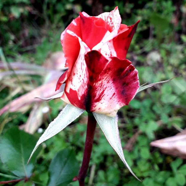  - TRANDAFIRI_2019_2020_2024