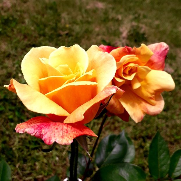  - TRANDAFIRI_2019_2020_2024