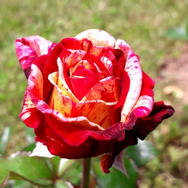  - TRANDAFIRI_2019_2020_2024