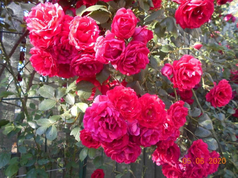  - 1Trandafiri 2020