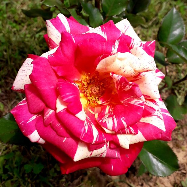  - TRANDAFIRI_2019_2020_2024