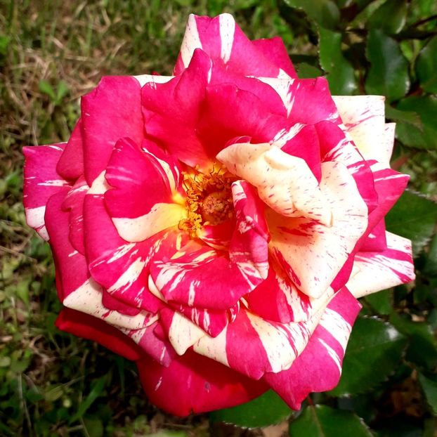  - TRANDAFIRI_2019_2020_2024