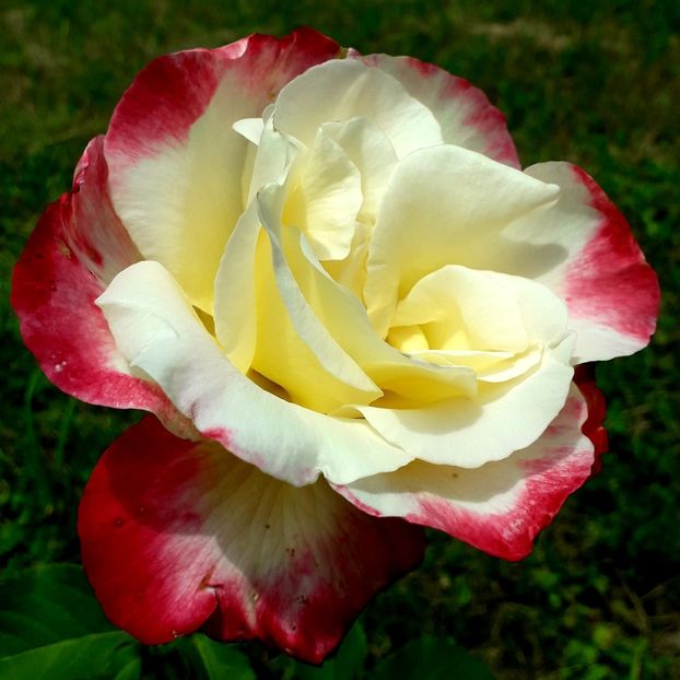  - TRANDAFIRI_2019_2020_2024