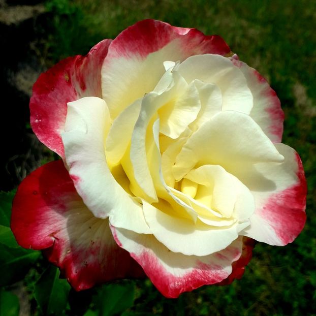  - TRANDAFIRI_2019_2020_2024