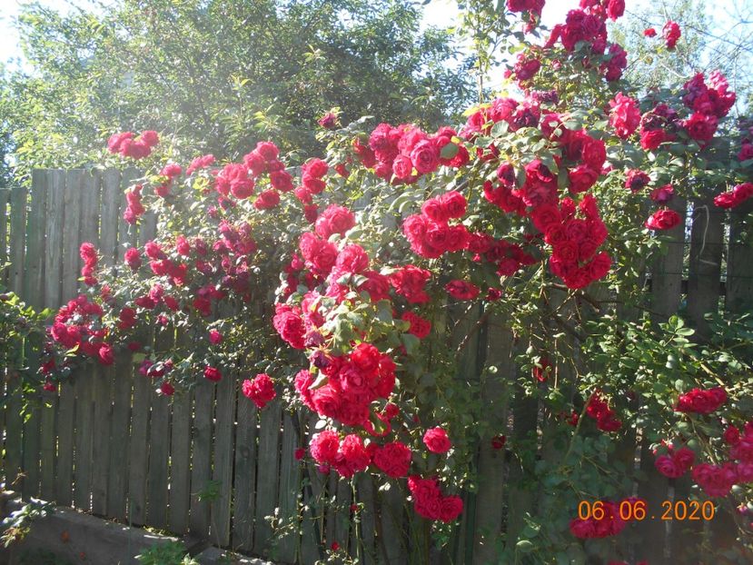  - 1Trandafiri 2020