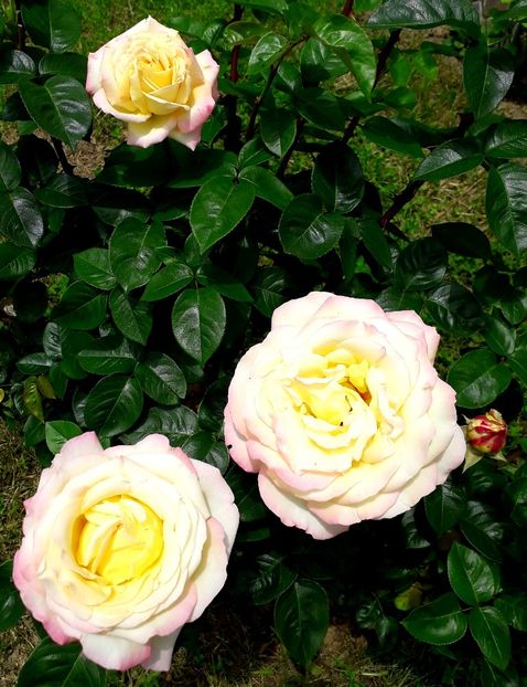  - TRANDAFIRI_2019_2020_2024