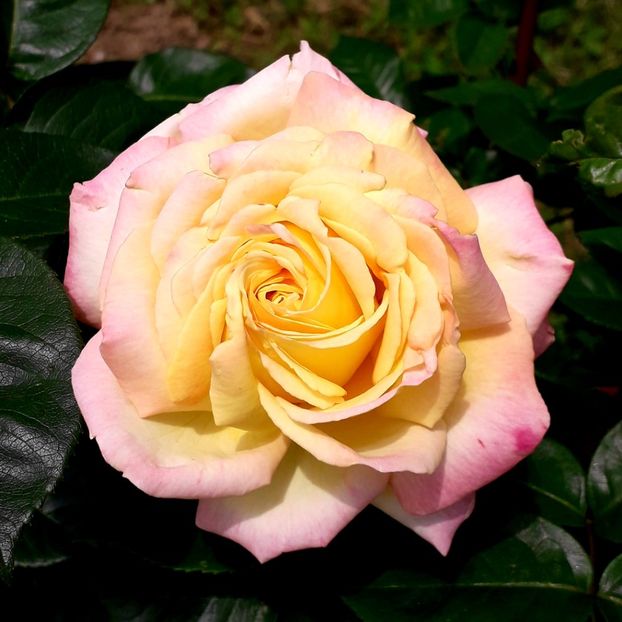  - TRANDAFIRI_2019_2020_2024