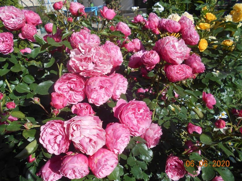  - 1Trandafiri 2020