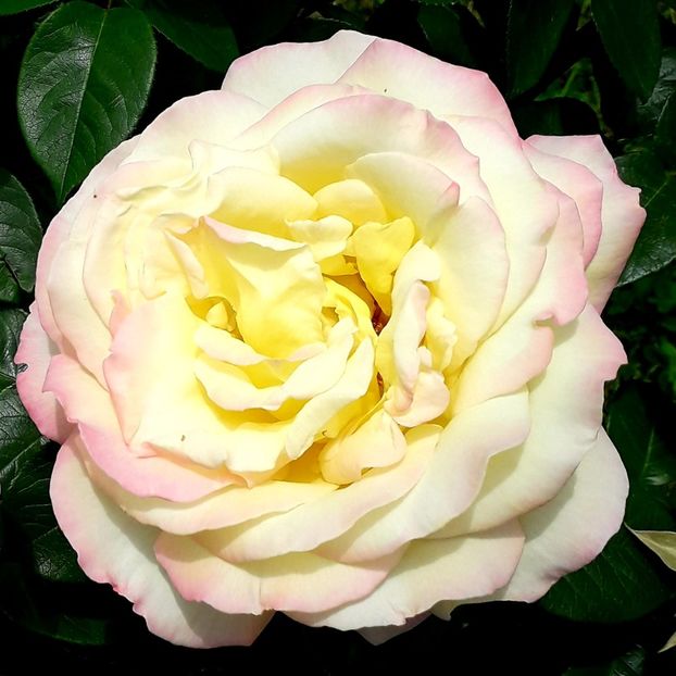  - TRANDAFIRI_2019_2020_2024