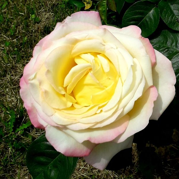  - TRANDAFIRI_2019_2020_2024