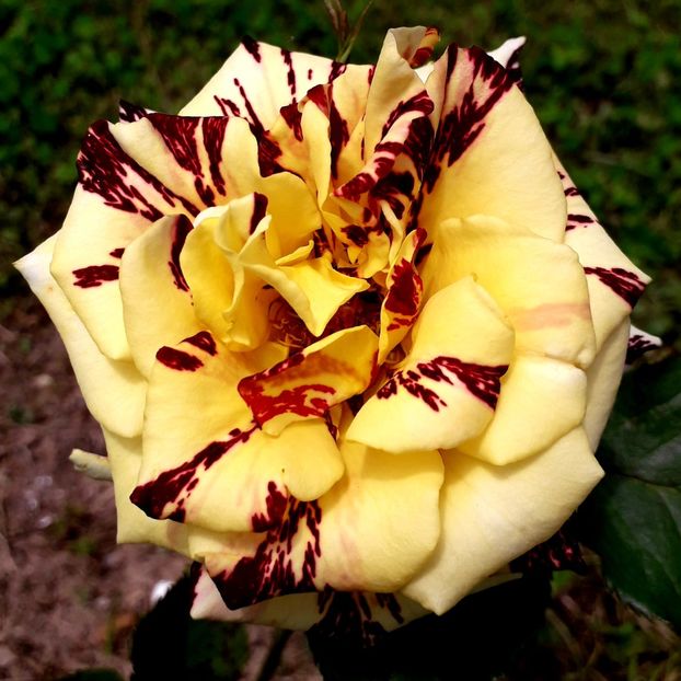  - TRANDAFIRI_2019_2020_2024