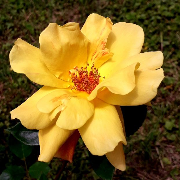  - TRANDAFIRI_2019_2020_2024