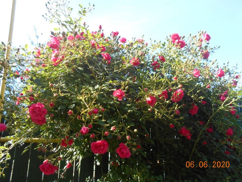  - 1Trandafiri 2020
