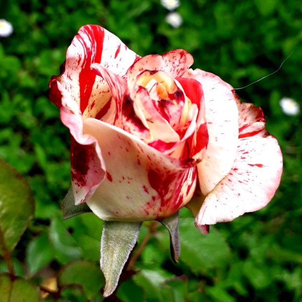  - TRANDAFIRI_2019_2020_2024