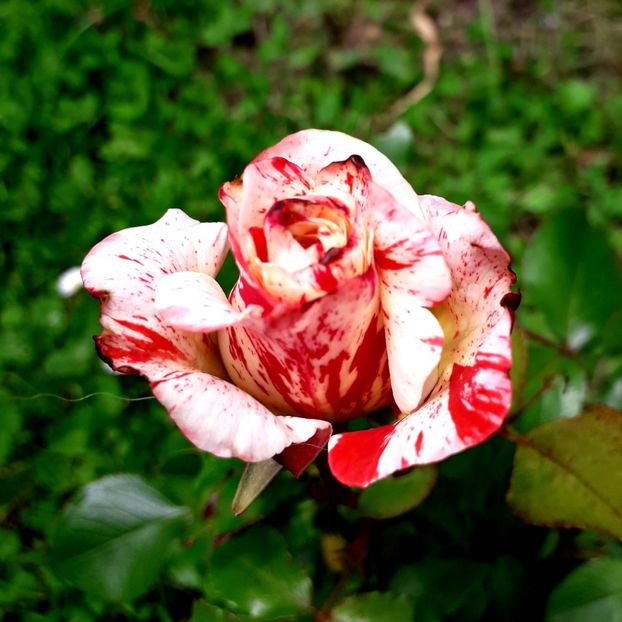  - TRANDAFIRI_2019_2020_2024