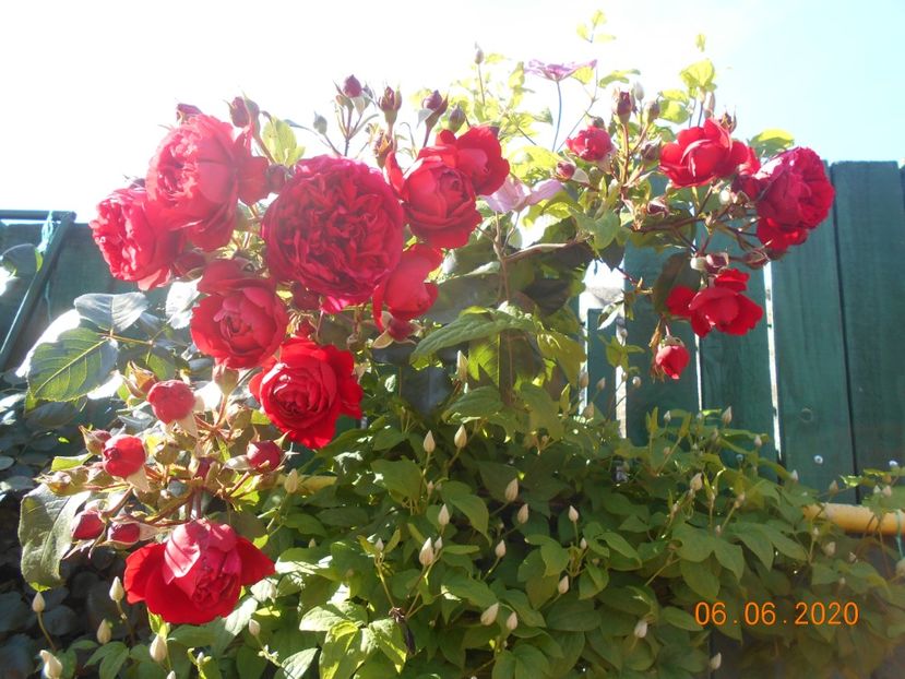  - 1Trandafiri 2020