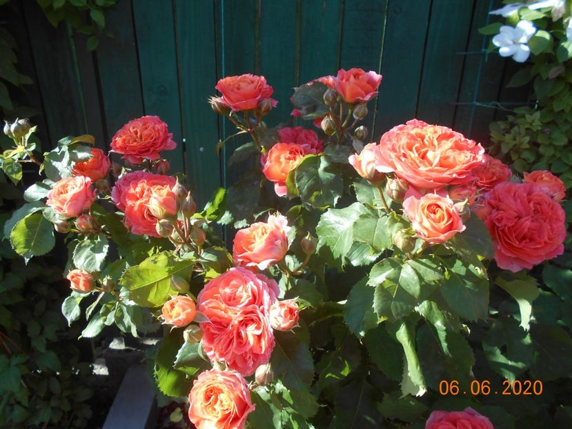  - 1Trandafiri 2020