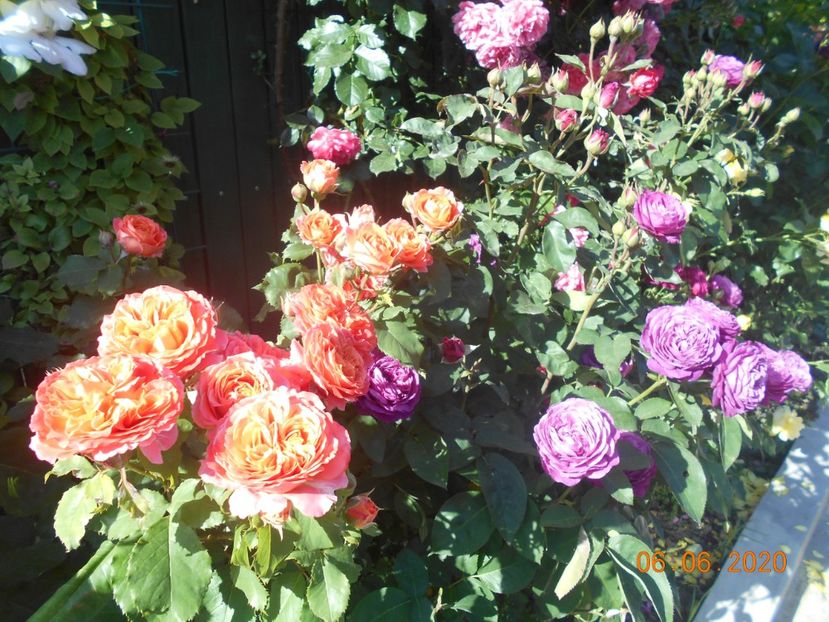  - 1Trandafiri 2020