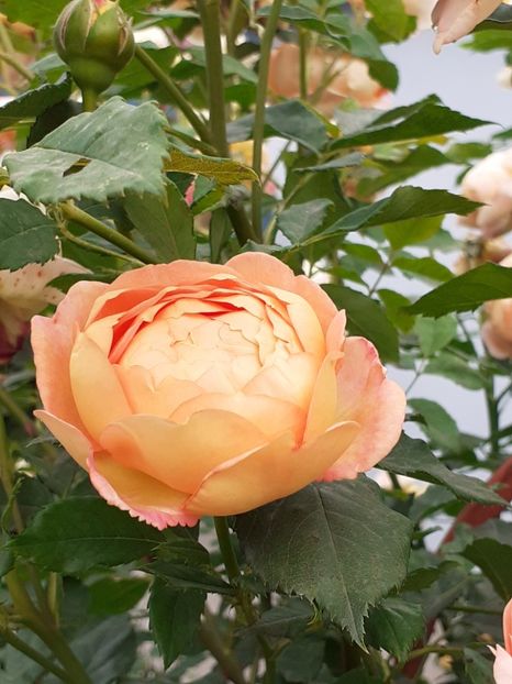 - Lady of Shalott 2020