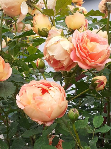  - Lady of Shalott 2020