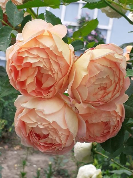  - Lady of Shalott 2020