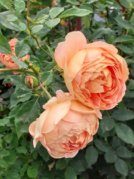  - Lady of Shalott 2020