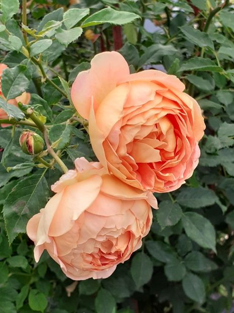  - Lady of Shalott 2020