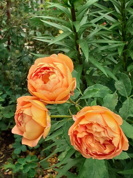  - Lady of Shalott 2020