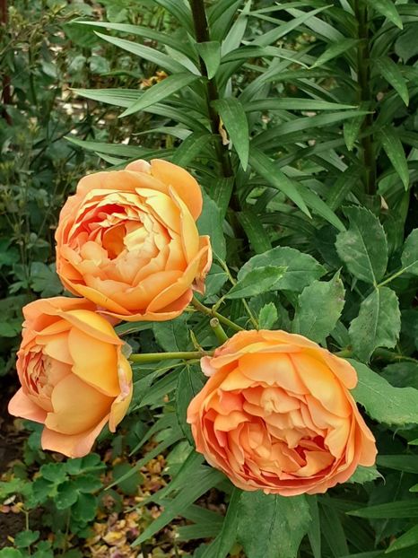  - Lady of Shalott 2020