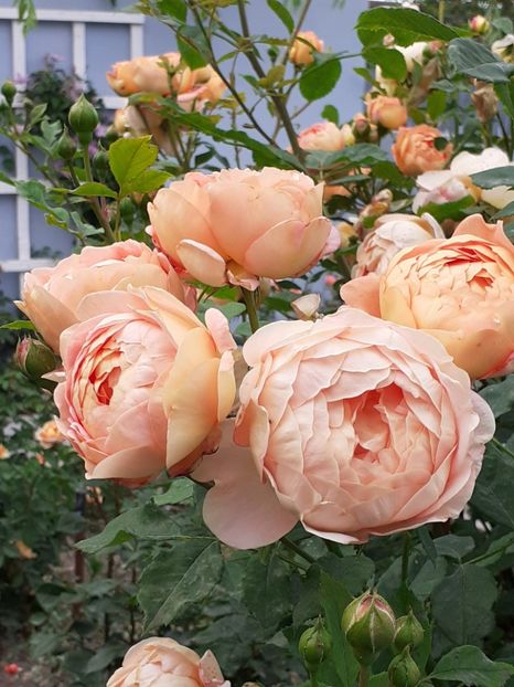  - Lady of Shalott 2020