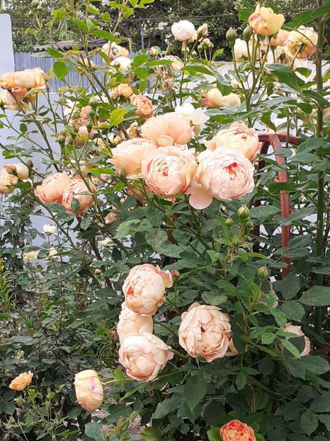  - Lady of Shalott 2020