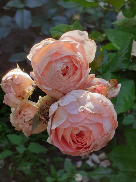  - Lady of Shalott 2020