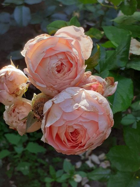  - Lady of Shalott 2020