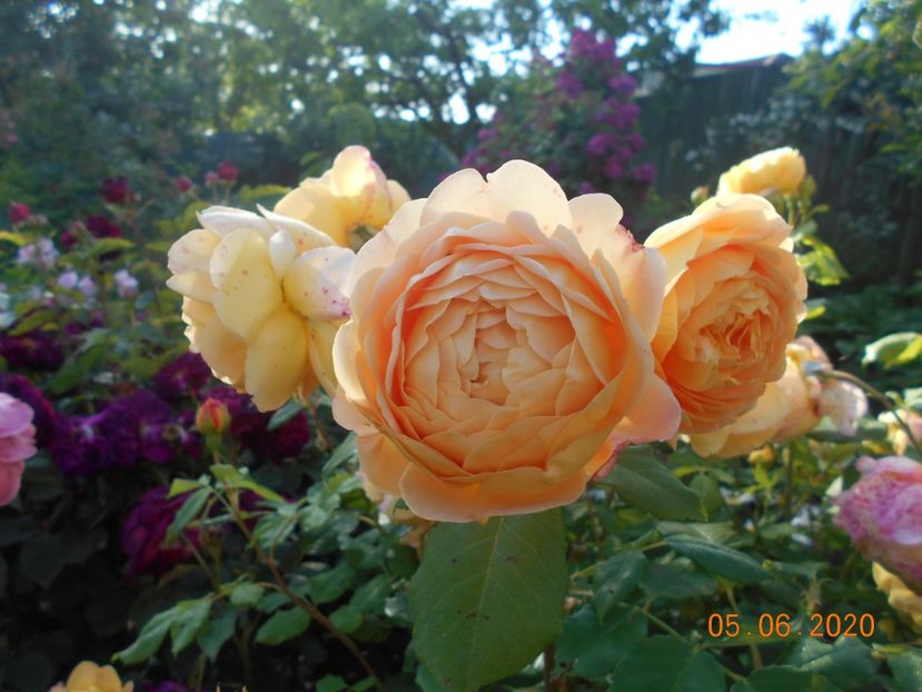  - Golden Celebration