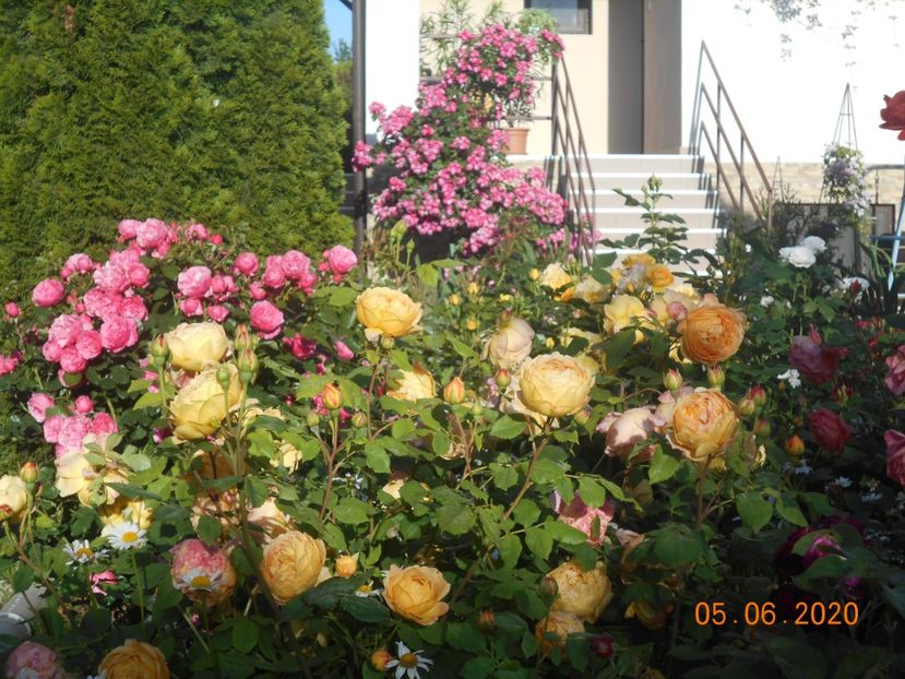  - Golden Celebration