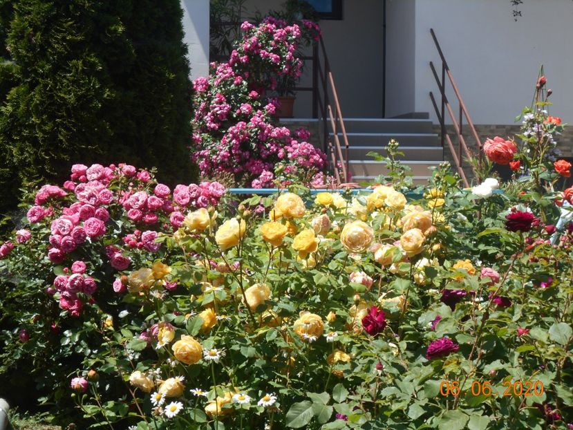  - Golden Celebration