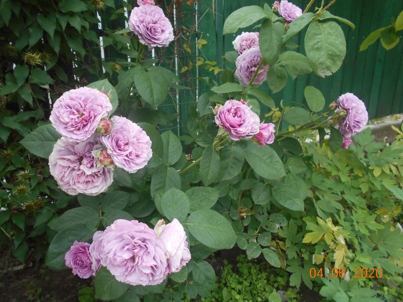  - Lavender Ice