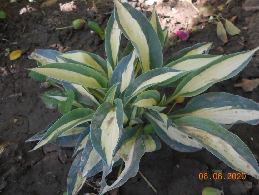  - 1Azalee-rhododendroni-heleborusi-hortensii-hoste 2020