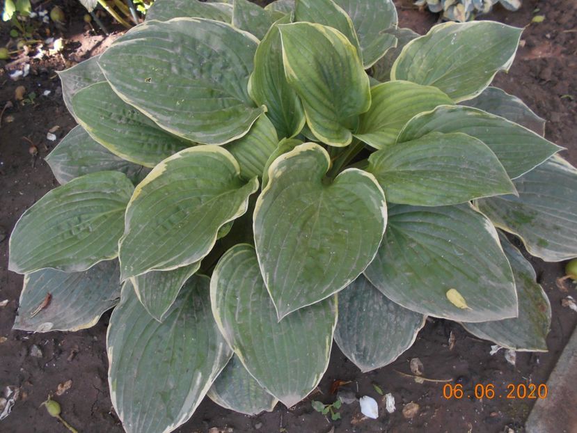  - 1Azalee-rhododendroni-heleborusi-hortensii-hoste 2020