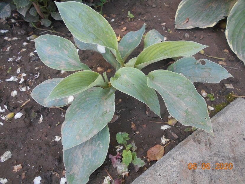  - 1Azalee-rhododendroni-heleborusi-hortensii-hoste 2020